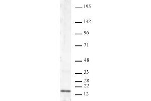 Histone H3K4me2 antibody (mAb) tested by Western blot.