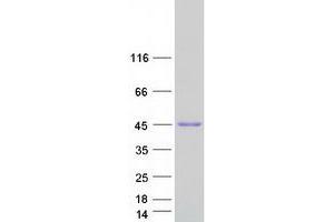 Validation with Western Blot (DSN1 Protein (Transcript Variant 1) (Myc-DYKDDDDK Tag))