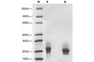 5 μg of GM-CSF, Mouse was resolved with SDS-PAGE under reducing (R) and non-reducing (N) conditions and visualized by Coomassie Blue staining. (GM-CSF Protein (AA 18-141))