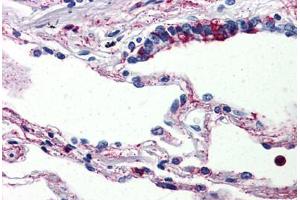 Human Lung (formalin-fixed, paraffin-embedded) stained with C5AR1 antibody ABIN461687 followed by biotinylated goat anti-rabbit IgG secondary antibody ABIN481713, alkaline phosphatase-streptavidin and chromogen. (C5AR1 antibody  (Internal Region))