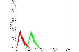 Flow cytometric analysis of SH-SY5Y cells using CHRNB2 mouse mAb (green) and negative control (red).