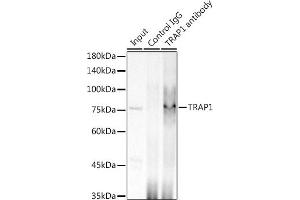 Immunoprecipitation analysis of 300 μg extracts of HCT116 cells using 3 μg TR antibody (ABIN1680970, ABIN3018361, ABIN3018362 and ABIN7101601). (TRAP1 antibody)