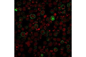Confocal Immunofluorescence image of Raji cells using CD86 Mouse Recombinant Monoclonal Antibody (rC86/1146) followed by goat anti-Mouse IgG conjugated with CF488 (green). (Recombinant CD86 antibody)