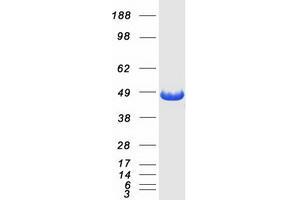 Validation with Western Blot (AHCY Protein (Myc-DYKDDDDK Tag))
