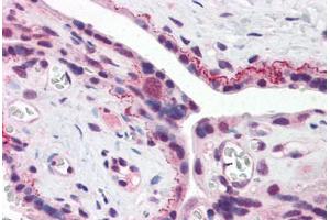 Human Placenta (formalin-fixed, paraffin-embedded) stained with BRE antibody ABIN343906 at 5 ug/ml followed by biotinylated goat anti-rabbit IgG secondary antibody ABIN481713, alkaline phosphatase-streptavidin and chromogen. (BRE antibody  (N-Term))
