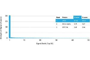 Analysis of Protein Array containing more than 19,000 full-length human proteins using Arginase-1 Mouse Monoclonal Antibody (ARG1/1125). (Liver Arginase antibody  (AA 11-97))