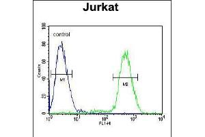 Flow cytometric analysis of Jurkat cells (right histogram) compared to a negative control cell (left histogram). (PPP1R3A antibody  (AA 754-782))