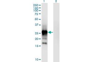 Western Blot analysis of EPO expression in transfected 293T cell line by EPO monoclonal antibody (M02), clone 1B12.