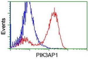 Image no. 3 for anti-phosphoinositide-3-Kinase Adaptor Protein 1 (PIK3AP1) antibody (ABIN1496821) (PIK3AP1 antibody)