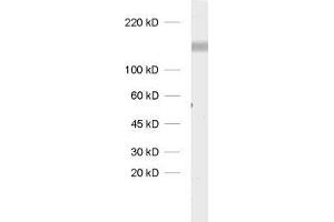 Western Blotting (WB) image for anti-Solute Carrier Family 4, Sodium Bicarbonate Cotransporter, Member 8 (SLC4A8) (AA 1078-1089) antibody (ABIN1742538) (SLC4A8 antibody  (AA 1078-1089))