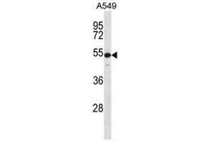 KRT7 Antibody (N-term) western blot analysis in A549 cell line lysates (35µg/lane).