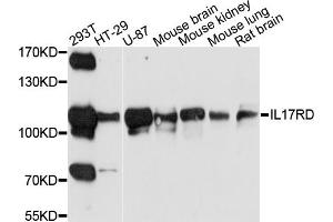 Western blot analysis of extracts of various cell lines, using IL17RD antibody (ABIN6003738) at 1/1000 dilution.