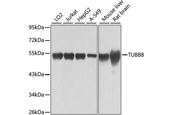 Tubulin, beta 8 antibody