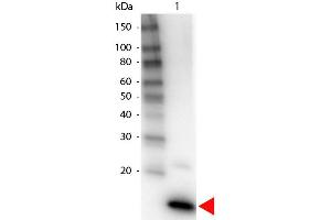 Western Blot of Biotin Conjugated Rabbit anti-IL-4 Antibody. (IL-4 antibody  (Biotin))