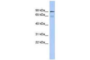 Image no. 1 for anti-Zinc Finger Protein 791 (ZNF791) (AA 359-408) antibody (ABIN6742662)