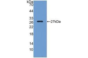 Detection of Recombinant CREBBP, Rat using Polyclonal Antibody to CREB Binding Protein (CREBBP) (CBP antibody  (AA 2216-2442))