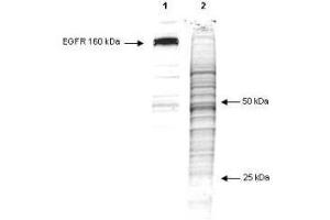 Western Blot of Mouse anti-phosphotyrosine antibody (clone 13F9).