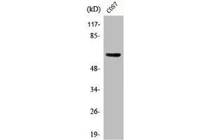 Western Blot analysis of COS7 cells using Phospho-GABAA Rβ1 (S434) Polyclonal Antibody (GABRB1 antibody  (pSer434))
