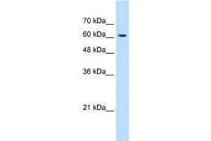 KIAA0319 antibody used at 1. (KIAA0319 antibody  (N-Term))