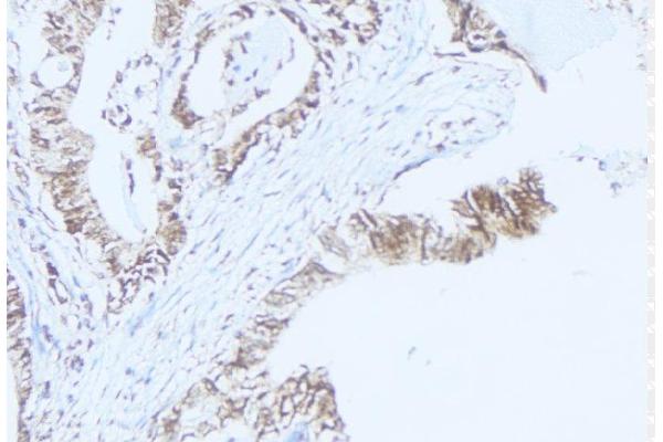 RAB37 antibody  (C-Term)