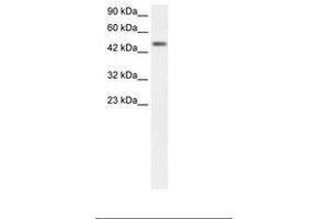 Image no. 1 for anti-CREB3 Regulatory Factor (CREBRF) (AA 365-412) antibody (ABIN6735833) (CREBRF antibody  (AA 365-412))