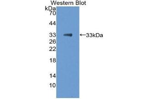 Western Blotting (WB) image for anti-Secreted Protein, Acidic, Cysteine-Rich (Osteonectin) (SPARC) (AA 18-273) antibody (ABIN1980482)