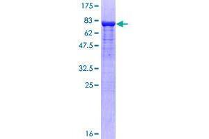SUFUH Protein (AA 1-484) (GST tag)