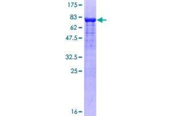 SUFUH Protein (AA 1-484) (GST tag)