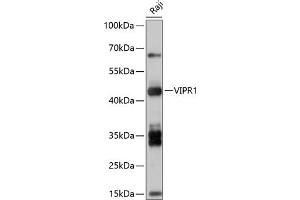 Western blot analysis of extracts of Raji cells, using VIPR1 antibody (ABIN7271299) at 1:1000 dilution. (VIPR1 antibody  (AA 31-150))