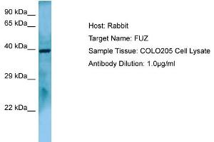 Host: RabbitTarget Name: FUZAntibody Dilution: 1. (FUZ antibody  (C-Term))