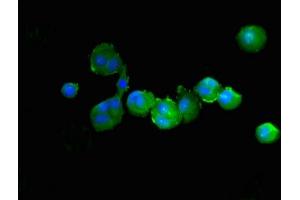 Immunofluorescent analysis of MCF-7 cells using ABIN7174116 at dilution of 1:100 and Alexa Fluor 488-congugated AffiniPure Goat Anti-Rabbit IgG(H+L) (SHP1 antibody  (Isoform 2))