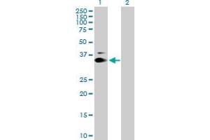 Western Blot analysis of KIAA0247 expression in transfected 293T cell line by KIAA0247 MaxPab polyclonal antibody. (SUSD6/KIAA0247 antibody  (AA 1-303))