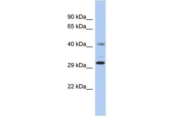 C11orf46 抗体  (N-Term)