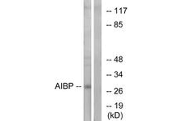 C1orf135 antibody  (AA 121-170)