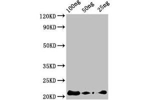 Western Blot Positive WB detected in Recombinant protein All lanes: AFP2 antibody at 3 μg/mL Secondary Goat polyclonal to rabbit IgG at 1/50000 dilution predicted band size: 22 kDa observed band size: 22 kDa (AFP2 (AA 30-80) antibody)