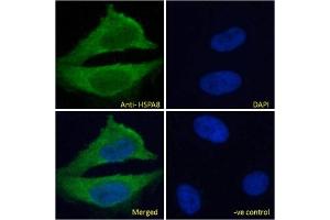 IF/ICC testing of fixed and permeabilized human HeLa cells with HSPA8 antibody (green) at 10ug/ml and DAPI nuclear stain (blue). (Hsc70 antibody)