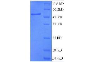 ANAPC5 Protein (AA 2-232, partial) (GST tag)