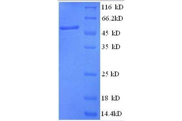 ANAPC5 Protein (AA 2-232, partial) (GST tag)