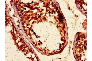 Immunohistochemistry of paraffin-embedded human testis tissue using ABIN7167968 at dilution of 1:100