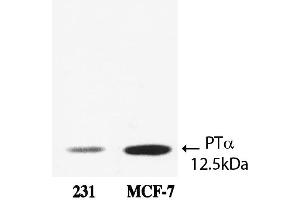 Western Blot analysis of ABIN109906 specificity. (Prothymosin alpha 1 (AA 75-109) antibody)