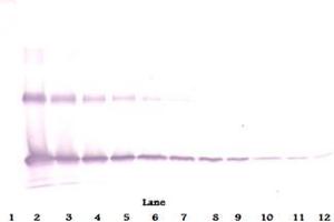 Western Blot reduced using Interleukin-33 antibody (IL-33 antibody)