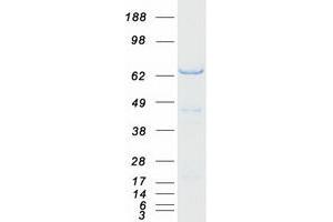 GORASP1 Protein (Myc-DYKDDDDK Tag)