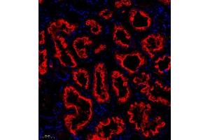 Immunofluorescent analysis of paraffin embedded human kidney using CUBN (ABIN7073601) at dilution of 1: 650 (CUBN antibody)