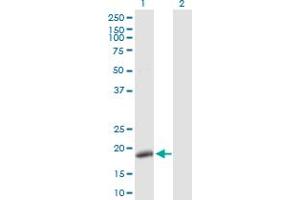 Western Blot analysis of POLE3 expression in transfected 293T cell line by POLE3 MaxPab polyclonal antibody. (POLE3 antibody  (AA 1-147))