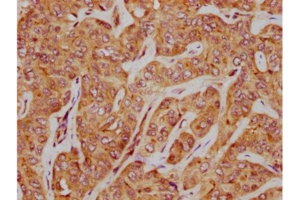 SLC35D3 antibody  (AA 304-416)