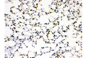 Anti- RAGE Picoband antibody, IHC(P) IHC(P): Mouse Lung Tissue (RAGE antibody  (N-Term))