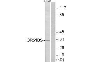 Western Blotting (WB) image for anti-Olfactory Receptor, Family 51, Subfamily B, Member 5 (OR51B5) (Internal Region) antibody (ABIN1853394) (OR51B5 antibody  (Internal Region))