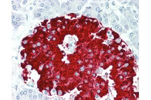 Anti-RBFOX1 / A2BP1 antibody IHC staining of human pancreas. (A2BP1 antibody  (AA 81-130))