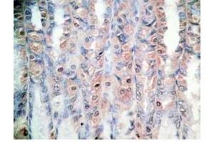 Rat stomach tissue was stained by Rabbit Anti-Orexin A (16-33) (H) Antibody (Orexin A antibody  (amidated))