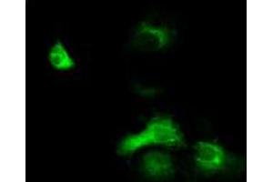 Anti-EXD1 mouse monoclonal antibody (ABIN2453983) immunofluorescent staining of COS7 cells transiently transfected by pCMV6-ENTRY EXD1 (RC206223). (EXD1 antibody)